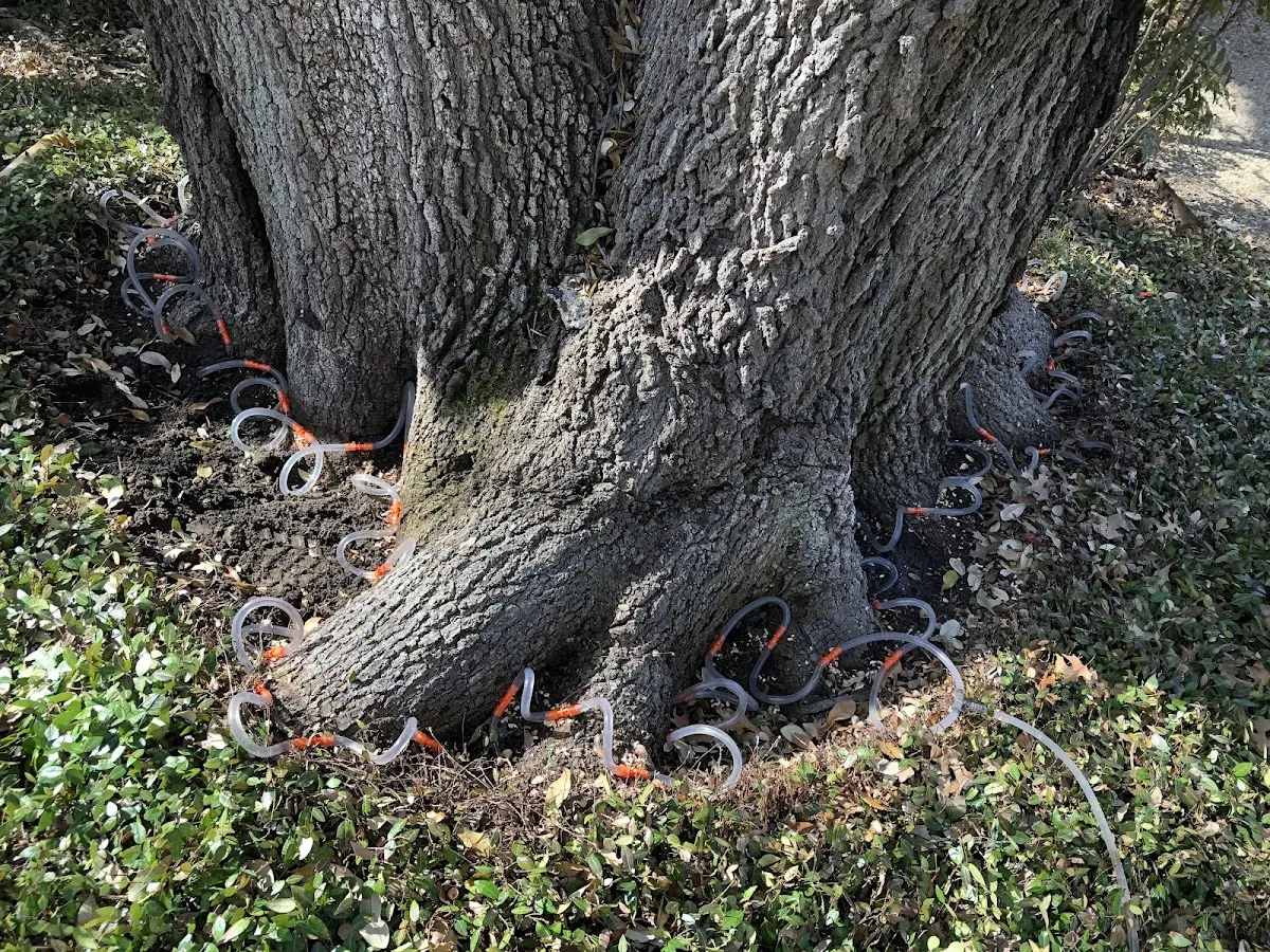 Detailed Tree Cabling and Bracing job site in Palo Alto