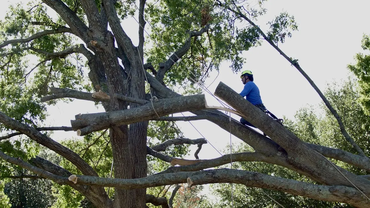 Professional Hazardous Tree Removal performed by certified arborists in Palo Alto
